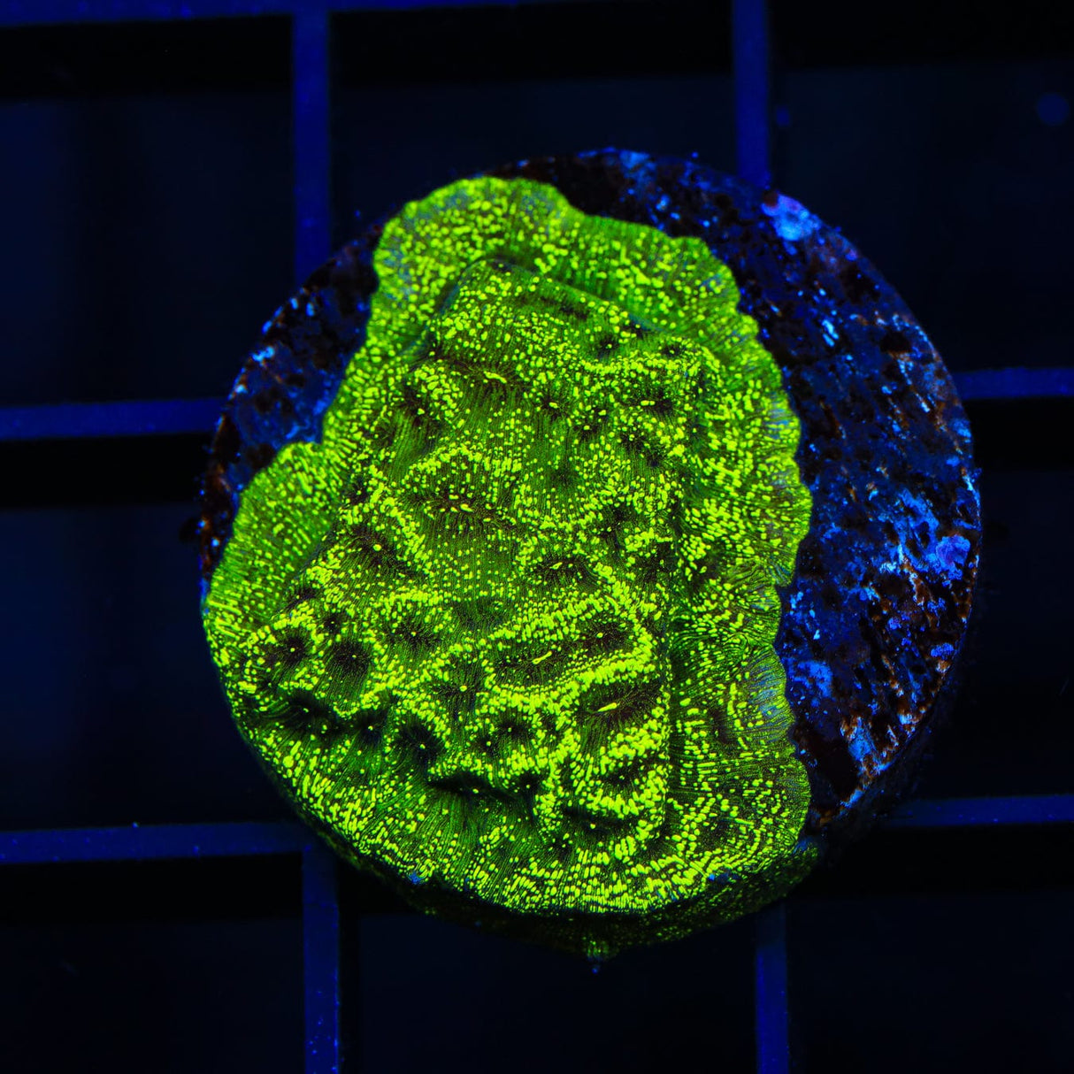 TSA Northern Lights Leptoseris Coral
