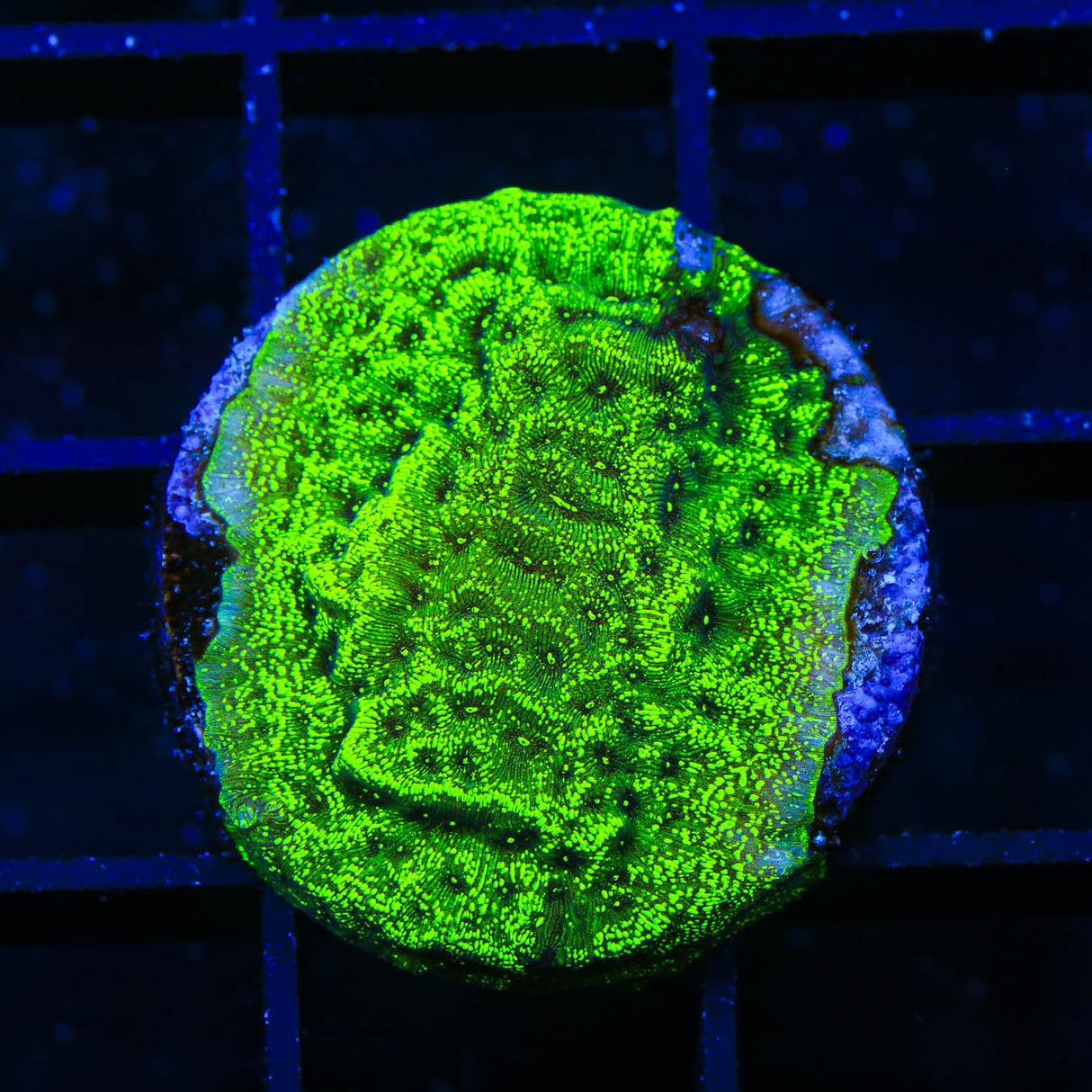 TSA Northern Lights Leptoseris Coral