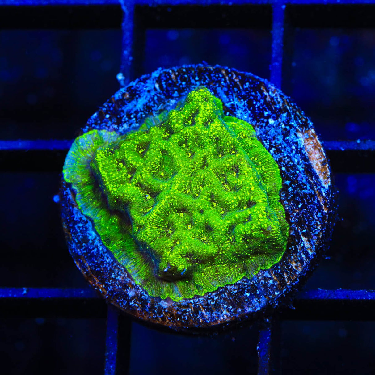 TSA Northern Lights Leptoseris Coral
