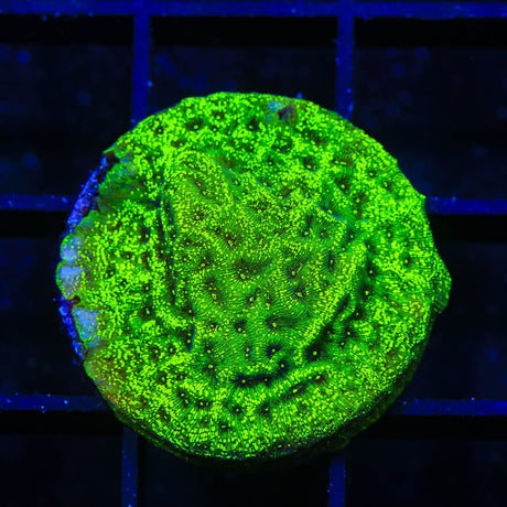 TSA Northern Lights Leptoseris Coral