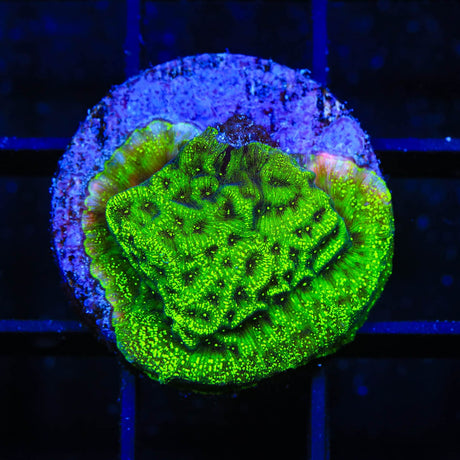 TSA Northern Lights Leptoseris Coral