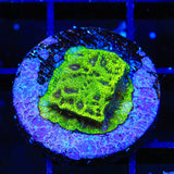 TSA Northern Lights Leptoseris Coral