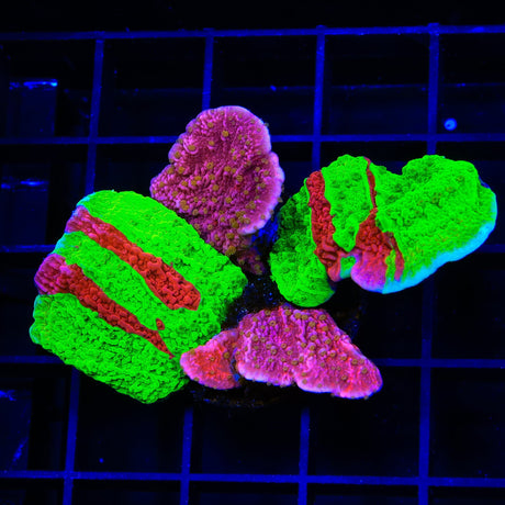 TSA Nuclear Fusion and Starburst Combo Montipora Coral