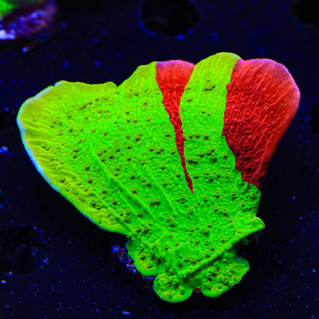 TSA Nuclear Fusion Montipora Cap Colony Coral