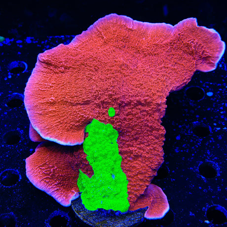 TSA Nuclear Fusion Montipora Cap Colony Coral