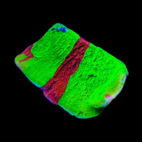 TSA Nuclear Fusion Montipora Cap Coral
