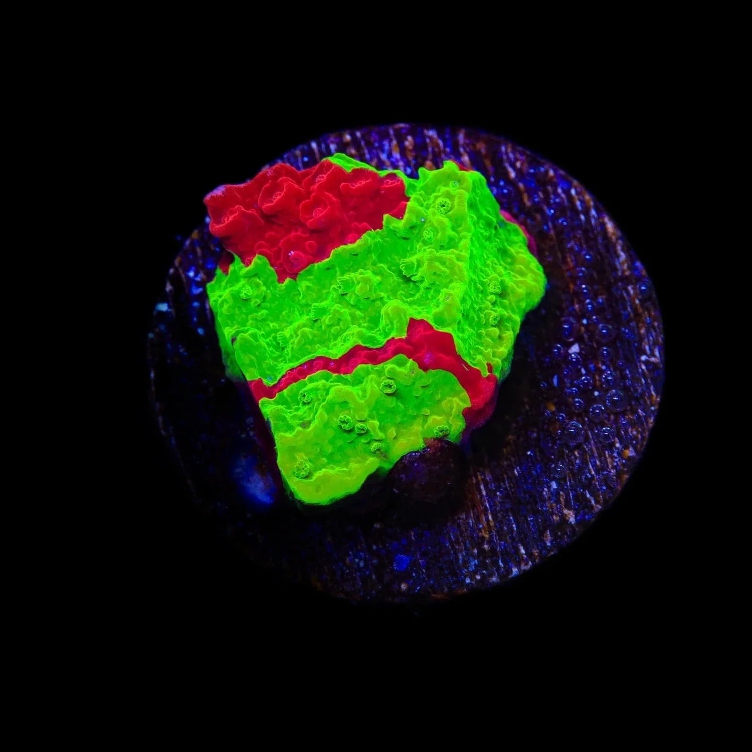TSA Nuclear Fusion Montipora Cap Coral – Top Shelf Aquatics
