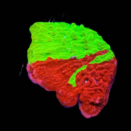 TSA Nuclear Fusion Montipora Cap Coral