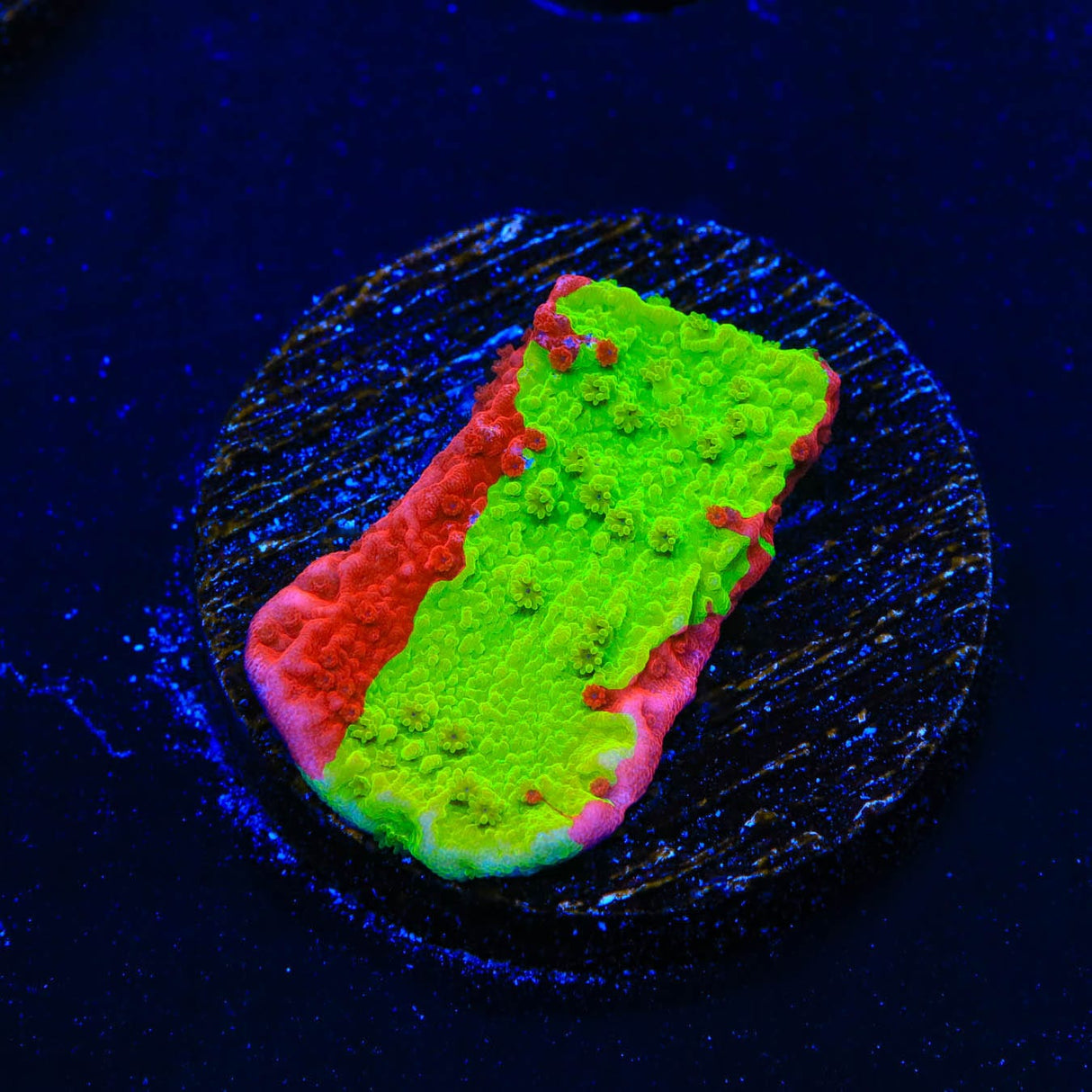 TSA Nuclear Fusion Montipora Cap Coral