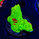 TSA Nuclear Fusion Montipora Cap Coral