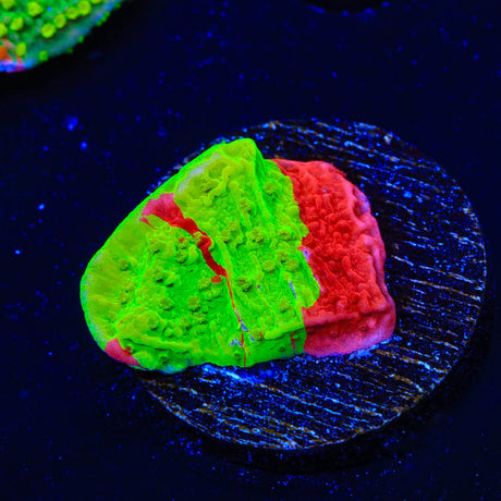 TSA Nuclear Fusion Montipora Cap Coral