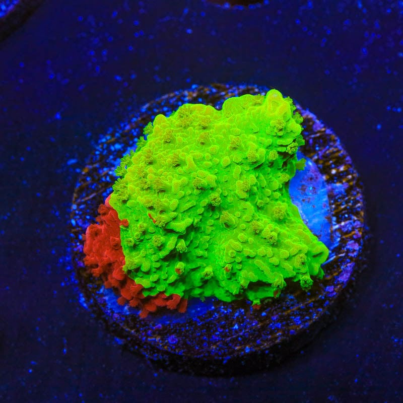 TSA Nuclear Fusion Montipora Cap Coral