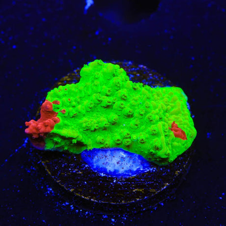 TSA Nuclear Fusion Montipora Cap Coral