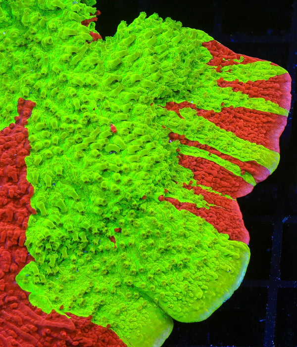 TSA Nuclear Fusion Montipora Cap Coral