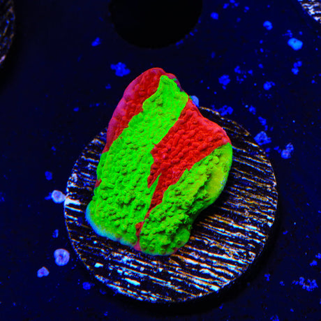 TSA Nuclear Fusion Montipora Cap Coral