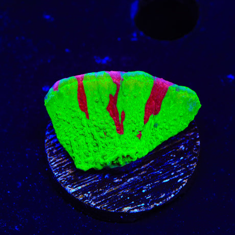 TSA Nuclear Fusion Montipora Cap Coral