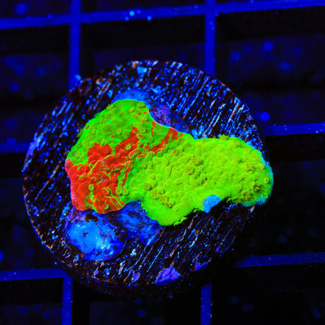 TSA Nuclear Fusion Montipora Cap Coral