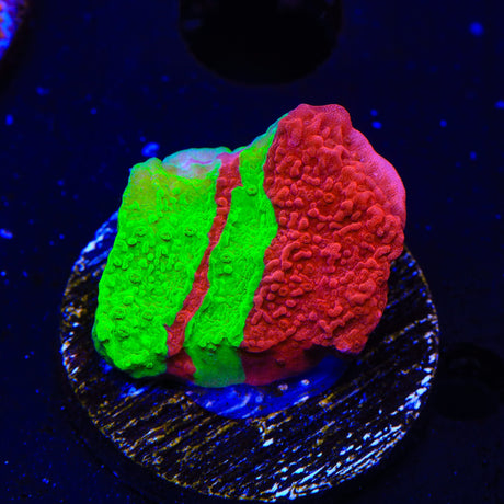 TSA Nuclear Fusion Montipora Cap Coral