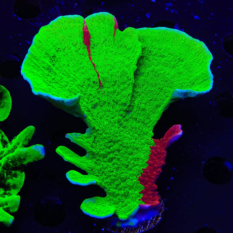 TSA Nuclear Fusion Montipora Cap Coral