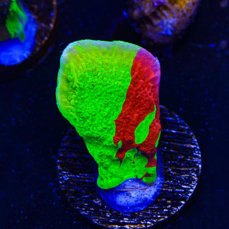TSA Nuclear Fusion Montipora Cap Coral