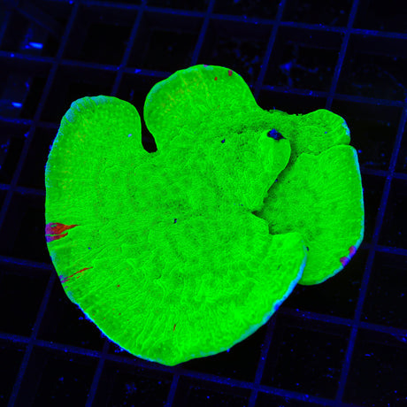 TSA Nuclear Fusion Montipora Cap Coral