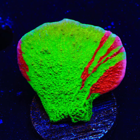 TSA Nuclear Fusion Montipora Cap Coral