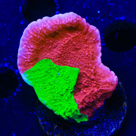 TSA Nuclear Fusion Montipora Cap Coral
