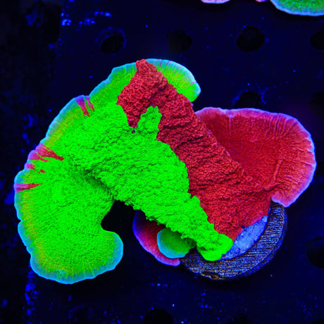 TSA Nuclear Fusion Montipora Cap XL Frag Coral
