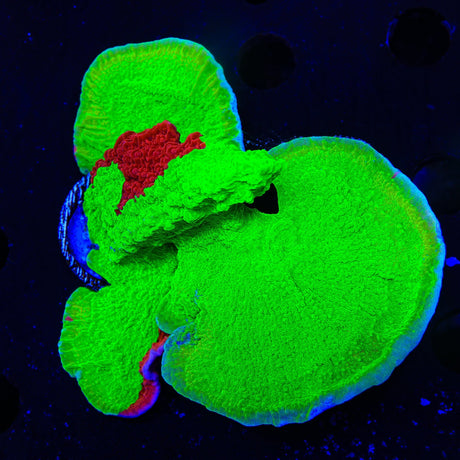 TSA Nuclear Fusion Montipora Cap XL Frag Coral