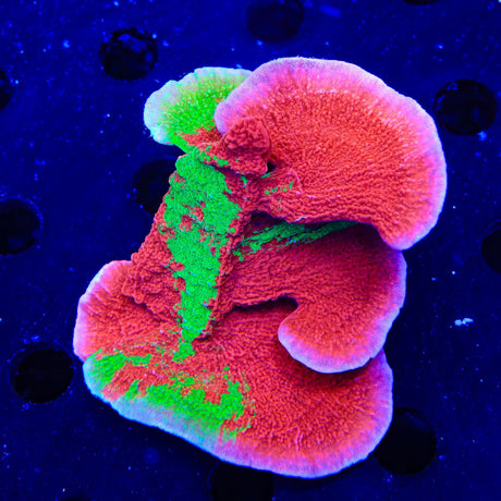 TSA Nuclear Fusion Montipora Cap XL Frag Coral
