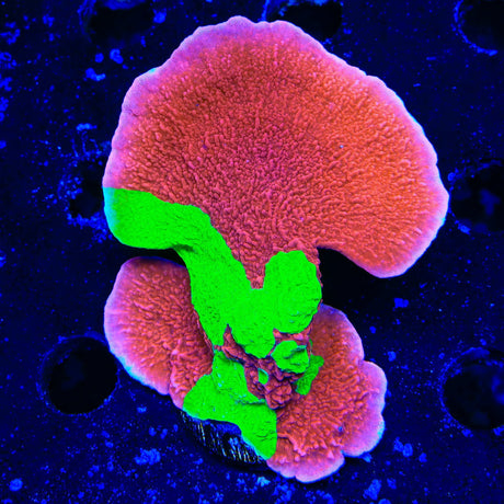 TSA Nuclear Fusion Montipora Cap XL Frag Coral