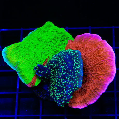 TSA Nuclear Fusion, Red and Super Natural Combo Montipora Coral