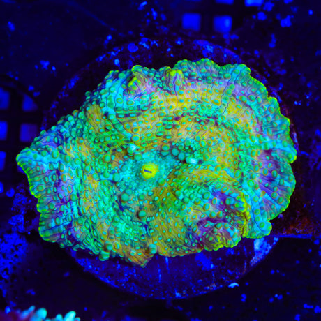 TSA Oil Slick Mushroom Coral