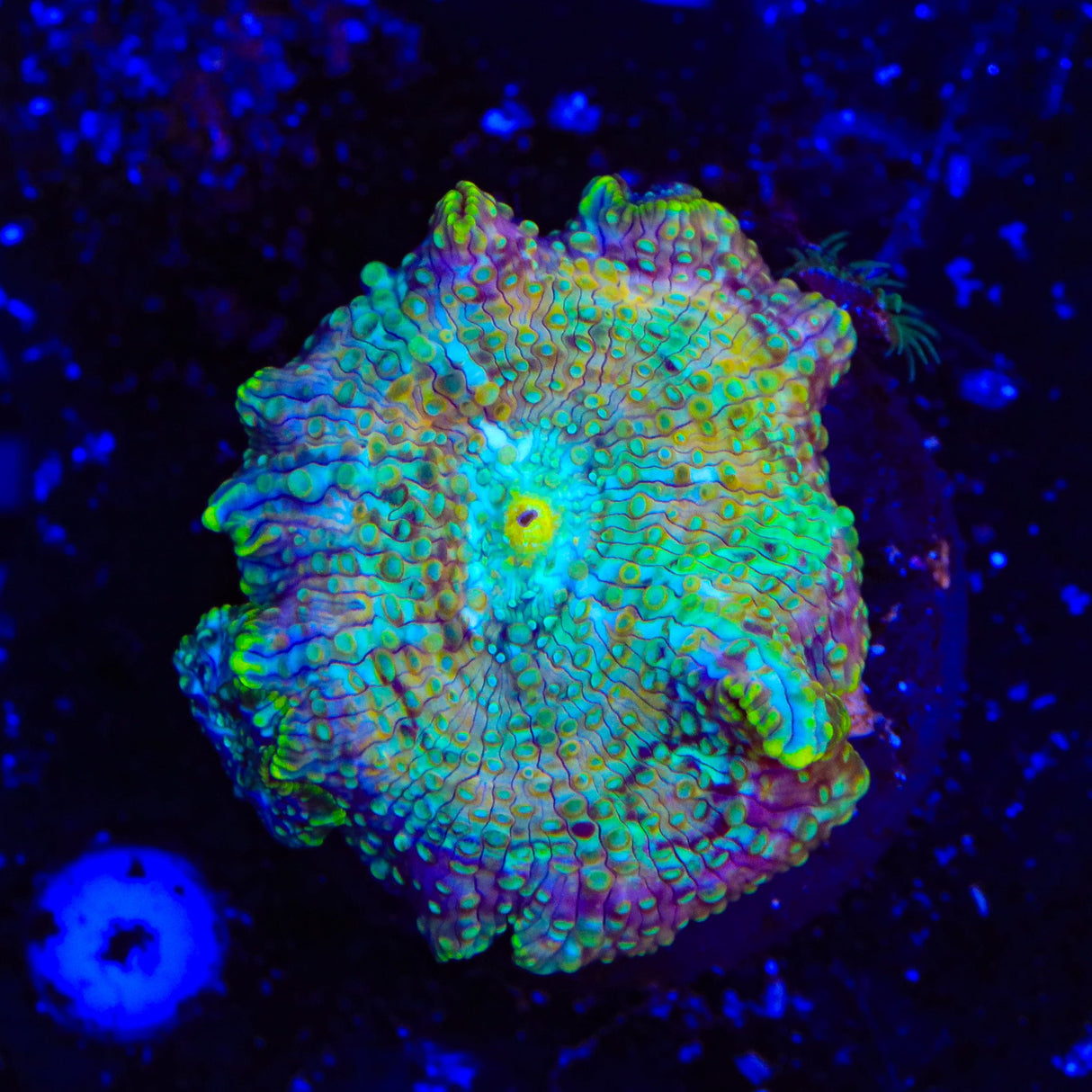 TSA Oil Slick Mushroom Coral