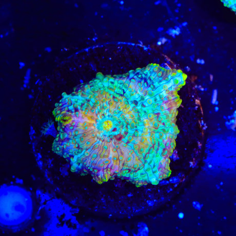 TSA Oil Slick Mushroom Coral