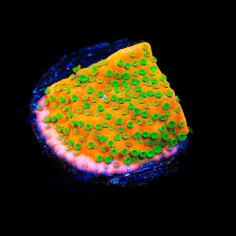 TSA Oompa Loompa Montipora Coral