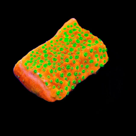 TSA Oompa Loompa Montipora Coral
