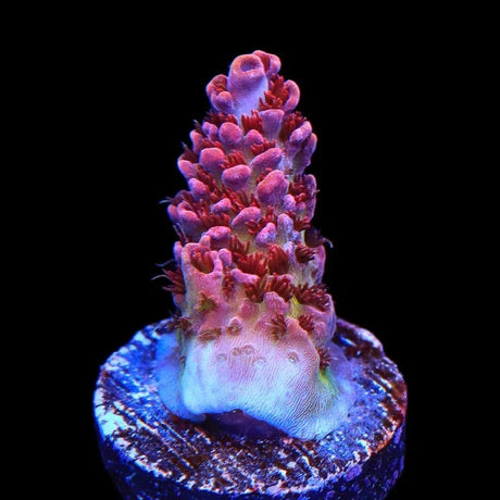 TSA Optimus Prime Acropora Coral