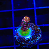 TSA Optimus Prime Acropora Coral