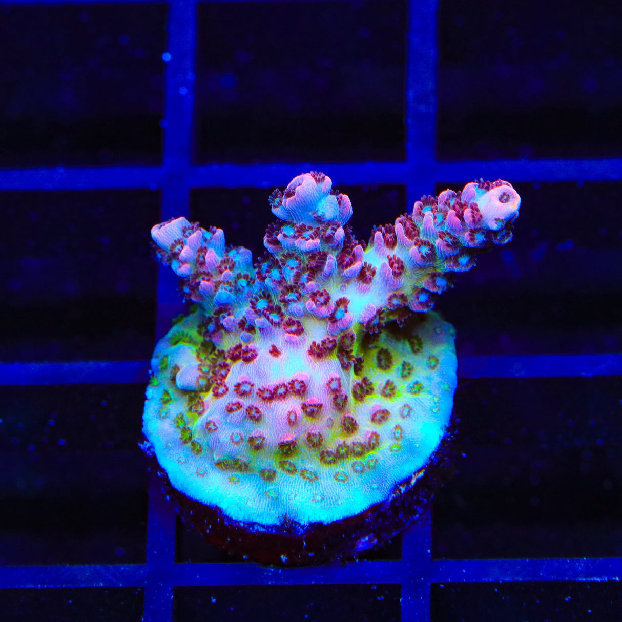 TSA Optimus Prime Acropora Coral
