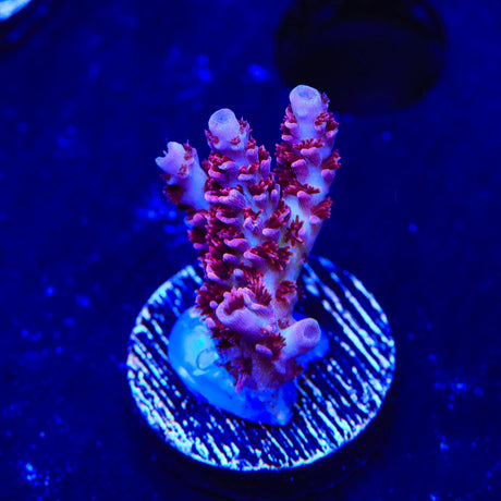 TSA Optimus Prime Acropora Coral