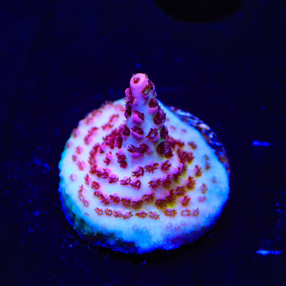 TSA Optimus Prime Acropora Coral