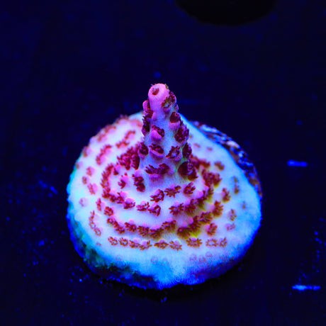 TSA Optimus Prime Acropora Coral