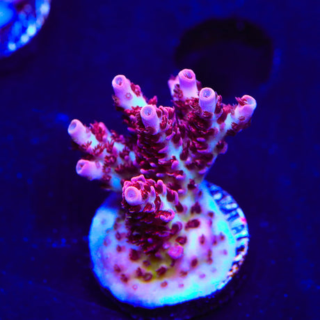 TSA Optimus Prime Acropora Coral