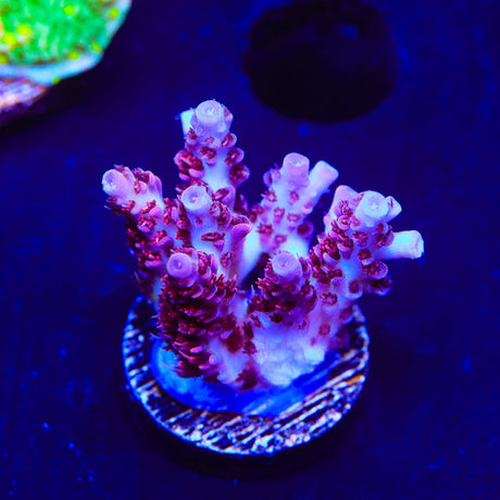 TSA Optimus Prime Acropora Coral