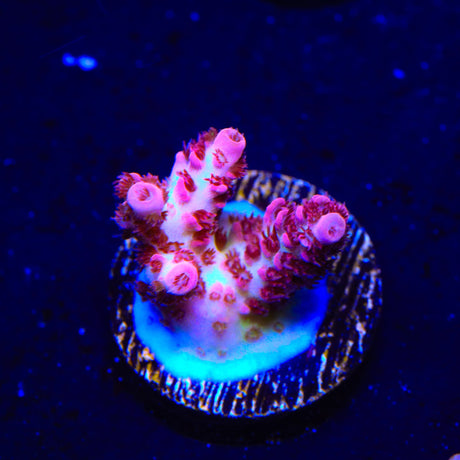 TSA Optimus Prime Acropora Coral