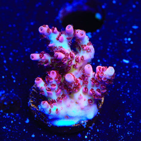 TSA Optimus Prime Acropora Coral
