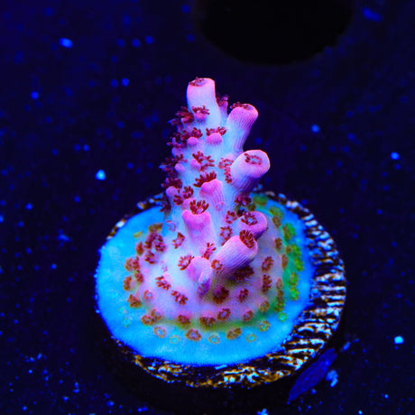 TSA Optimus Prime Acropora Coral