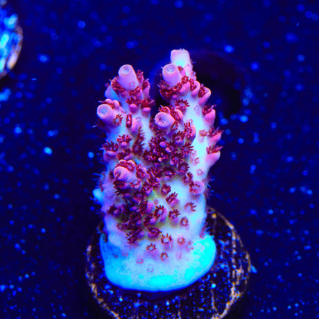 TSA Optimus Prime Acropora Coral