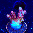 TSA Optimus Prime Acropora Coral